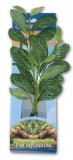 Rostlina APS 016 - 30 cm