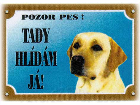 Labradorský retriever světlý