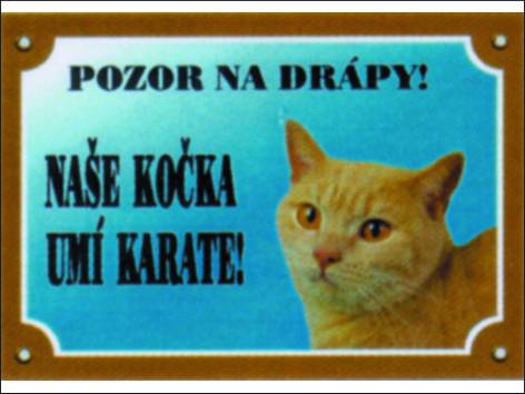 Kočka