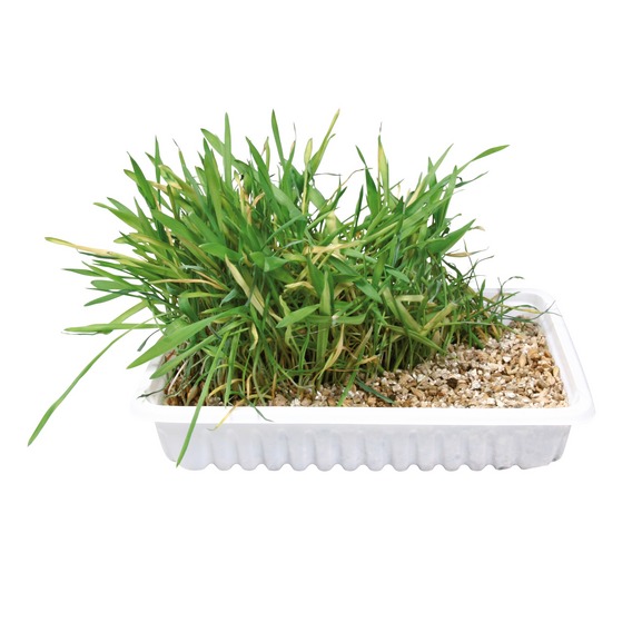 Tráva pro kočku v misce 100g TRIXIE