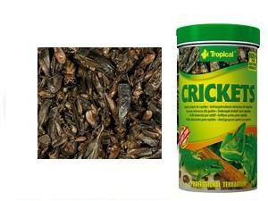Tropical Crickets 100ml 