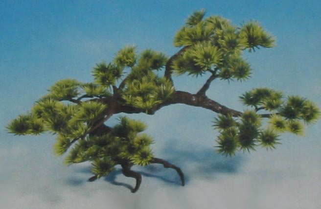 BONSAI velká