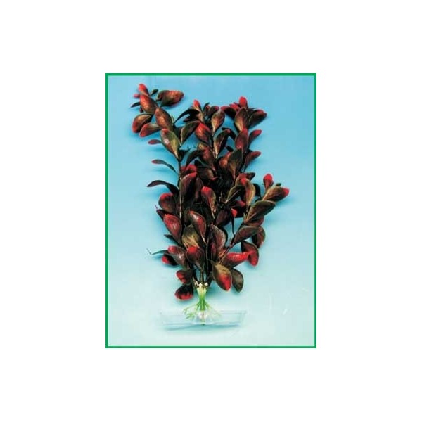 Red Ludwigia 13-16cm