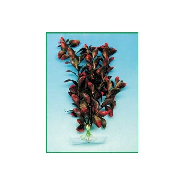 Red Ludwigia 25-28cm