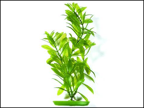 Hygrophila 25-28cm