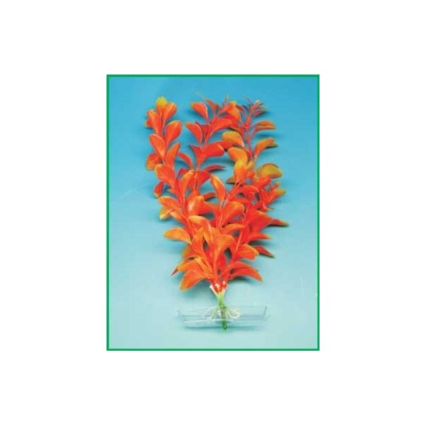 Orange Ludwigia        38-43cm