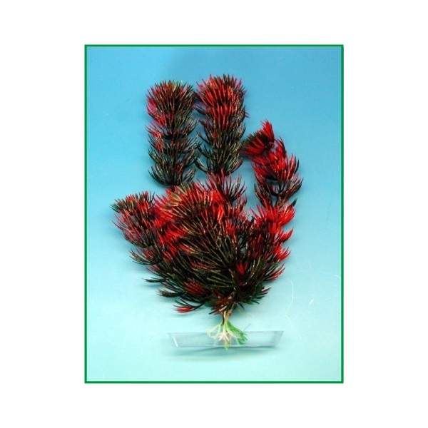 Red Anacharis          38-43cm